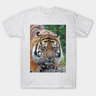 Ready To Pounce T-Shirt